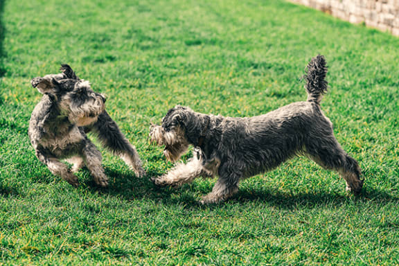 a couple of dogs running across a lush green field