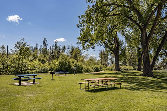 Picnic tables are set up in a grassy field.