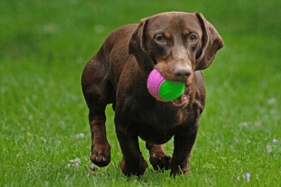 a brown dog running with a ball in its mouth