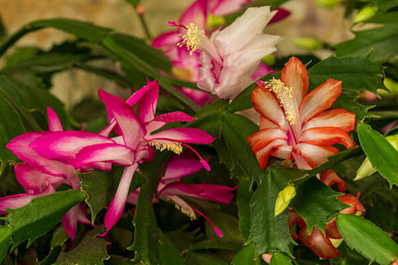 A cluster of pink and white flowers with green leaves.
