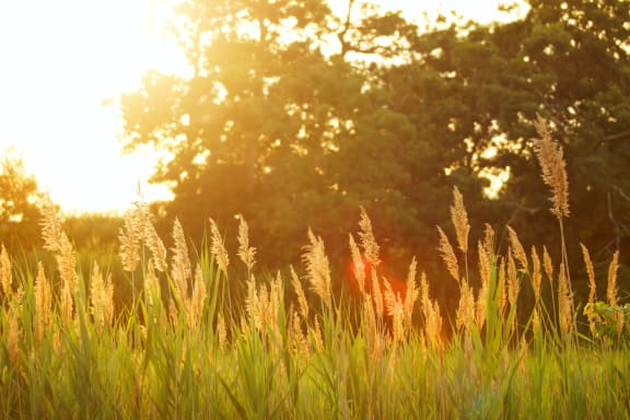 a field of grass with trees in the background