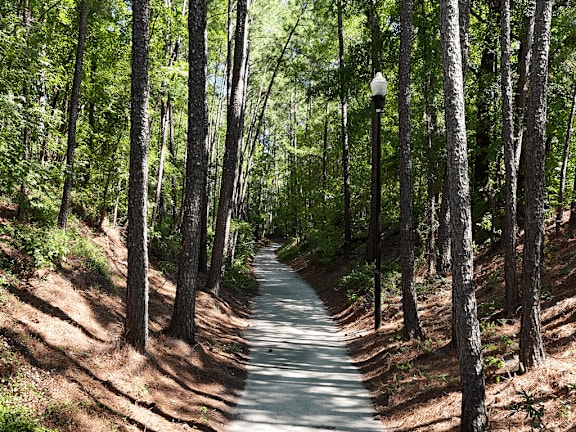 A tree-lined path in a forest.