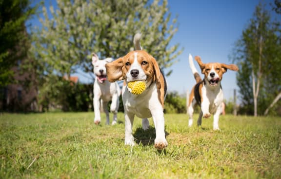 Dogs at Durham, Minnesota, 55435