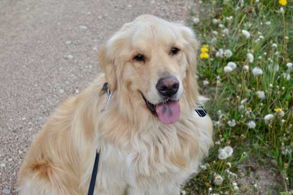 a dog sitting on a road next to a field of flowers