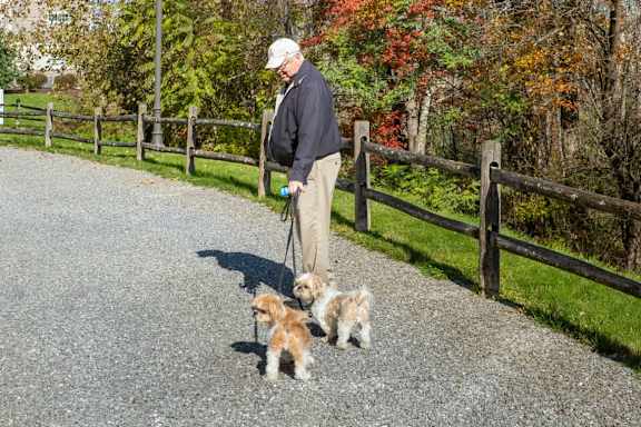 A man walking two small dogs on a leash.
