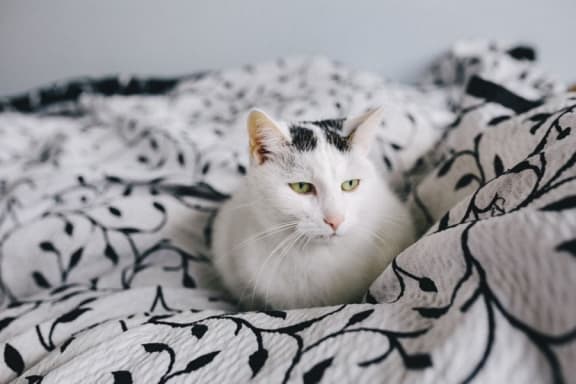 We are a cat-friendly community