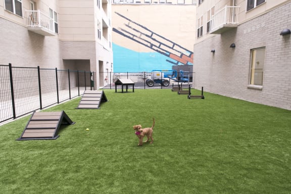 Spacious dog park with pet agility equipment at The Whit in Indianapolis, IN 46204
