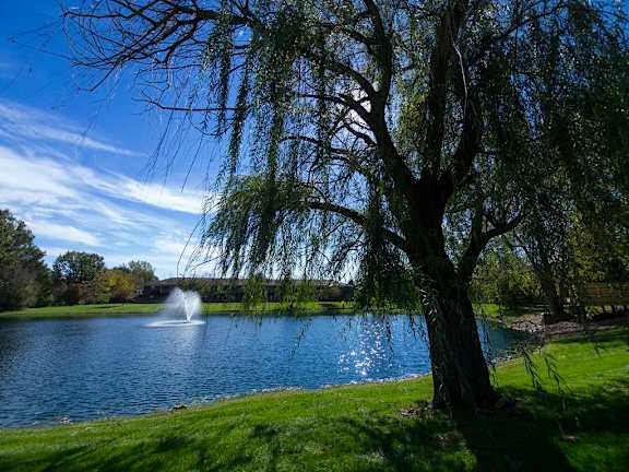 A tree stands next to a body of water with a fountain in the distance.