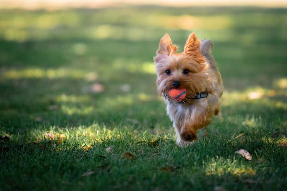 a small dog running through the grass with a ball in its mouth