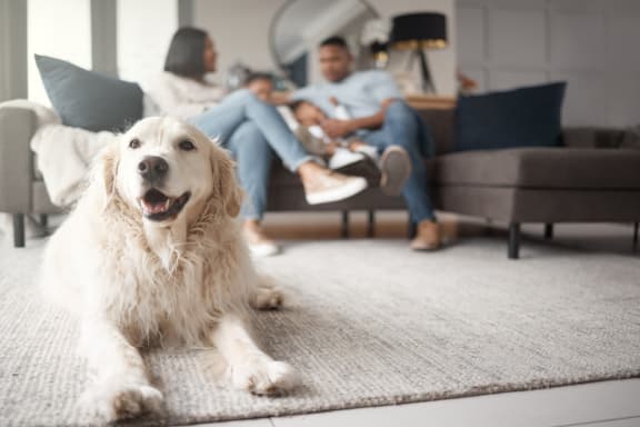 Dog laying on a rug with a family sitting on the couch in the background