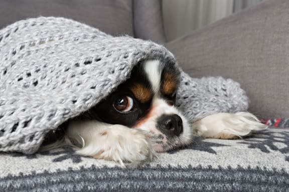 a small dog laying on a couch under a blanket