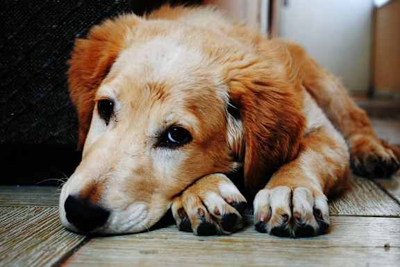 a dog laying on a wooden floor
