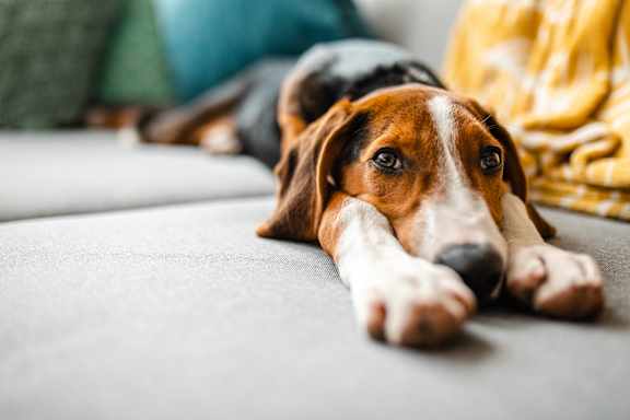 A dog with brown and white fur is lying on a grey couch.