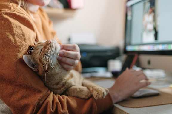 A person in an orange sweatshirt is holding a cat while working on a computer.