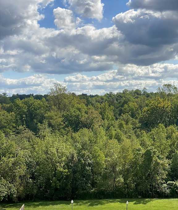 A lush green forest under a partly cloudy sky.