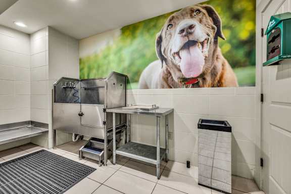 Dog Wash at Agave at South Congress, Texas