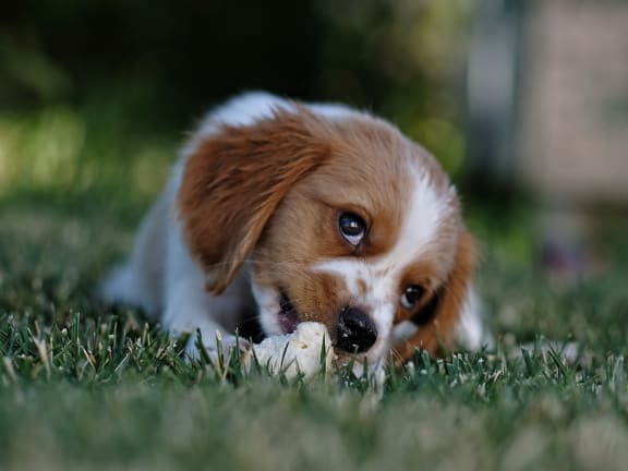 Dog Friendly at 1900 Rosemont, Roswell, GA, 30076