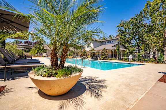A large pot with a palm tree sits in the middle of a pool area.