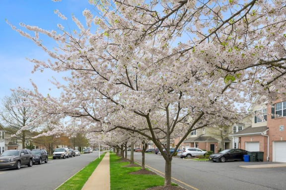 a row of flowering trees on a street