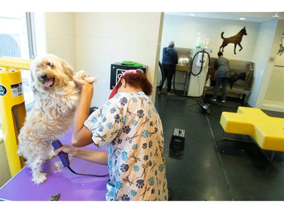 Pet Spa at The Blairs, Silver Spring, Maryland