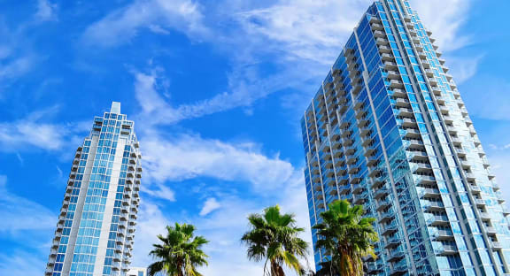 Blue Skies with Palm Trees in Tampa