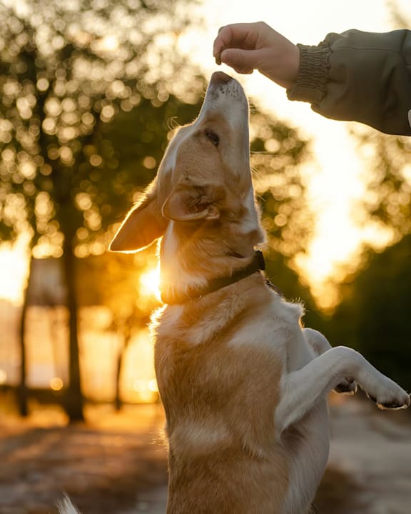 A dog is being fed by a person in a sunny outdoor setting.