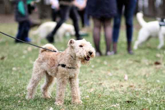 A small dog is walking on a leash.