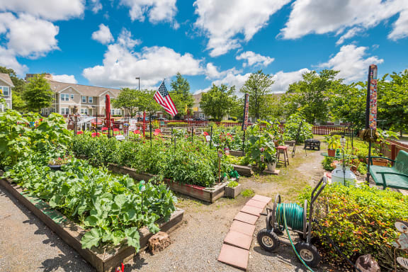 a community garden with many plots of plants and an flag at Metropolitan Village and Cumberland Manor apartments and townhomes in Little Rock, AR
