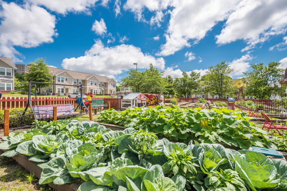 a vegetable garden in a community garden with houses in the background at Metropolitan Village and Cumberland Manor apartments and townhomes in Little Rock, AR