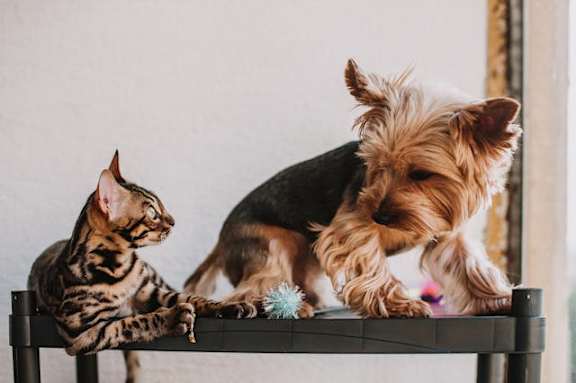 A cat and a dog are sitting on a bench.