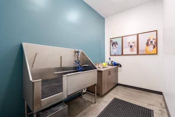 A dog grooming station with a blue wall and pictures of dogs on the wall.