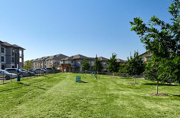 A grassy field with a few trees and a fence in the background.