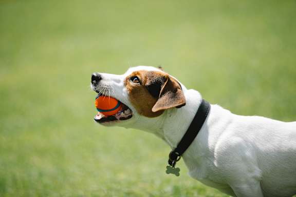 a small white and brown dog holding an orange ball in its mouth at The Pointe at Irving Park, Greensboro, North Carolina