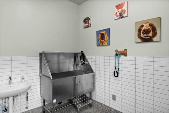 A dog grooming area with a sink and pictures of dogs on the wall.