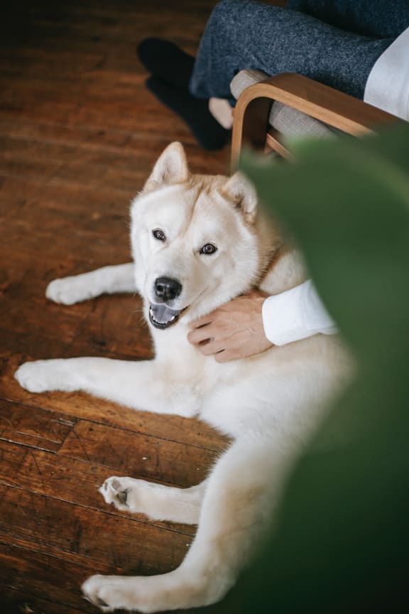 Light colored dog laying on a wood floor, next to a person in a chair who is petting them