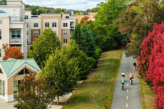Three people riding bikes down a tree-lined street.