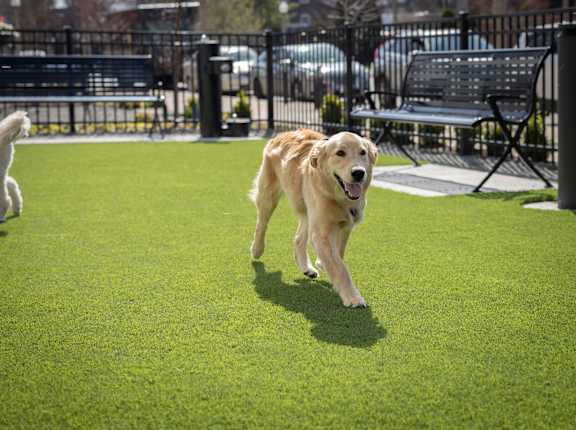 A dog is running on a green field.
