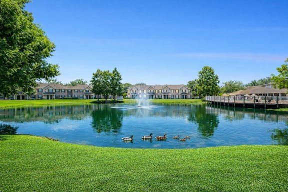 A fountain in the middle of a lake with ducks swimming around it. at Waterbridge Apartments , Orlando, Florida