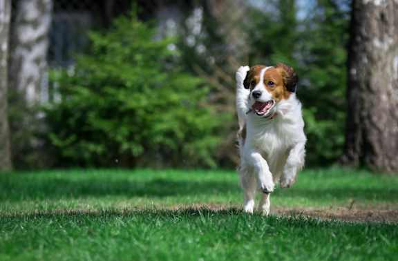 A dog is running on a grassy field.