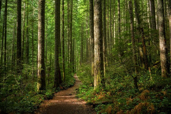 a trail in the woods
