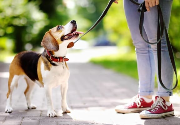 Small dog looking up at owner holding leash