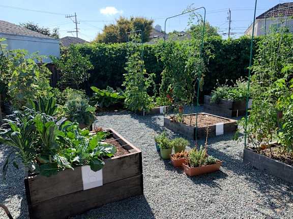 A garden with raised beds and plants.
