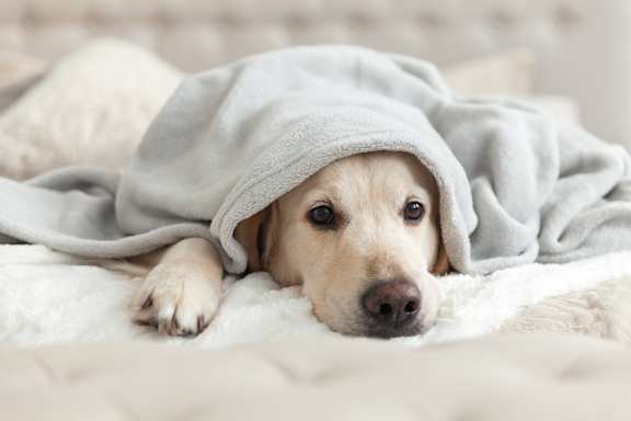 A dog is lying down under a grey blanket.