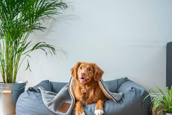 A dog is sitting on a grey couch with a grey blanket.