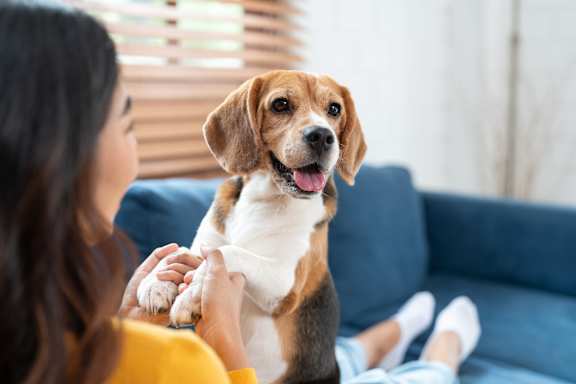 A woman is petting a happy beagle dog.
