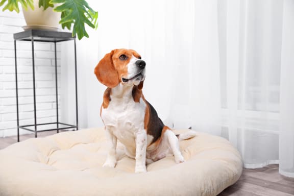 a dog sitting on a dog bed in a room