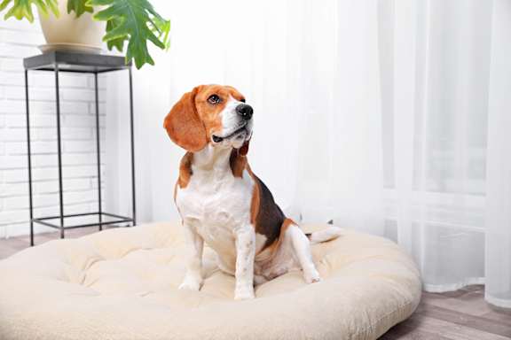 A beagle dog is sitting on a bed in a room.