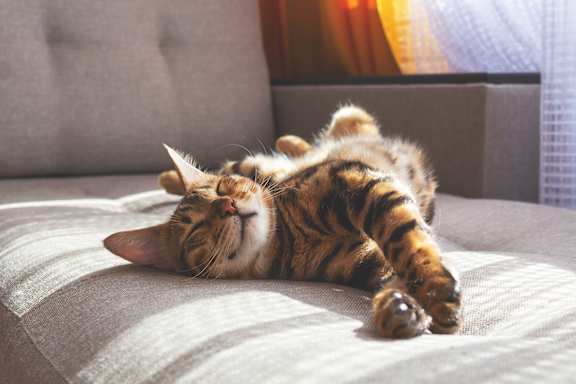 A cat is lying on its back on a couch.