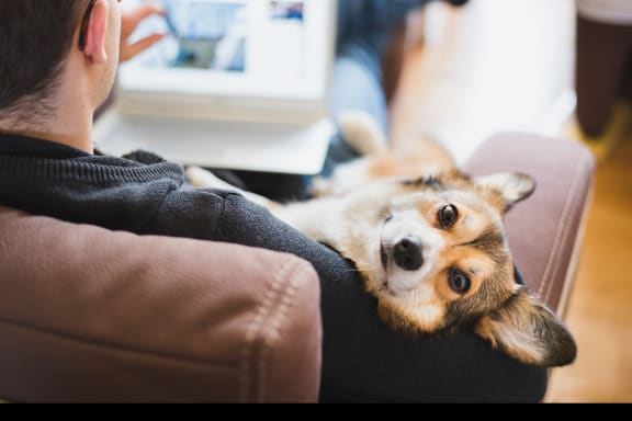 Pet-friendly community at Shadowbrooke Village in Rogers, AR