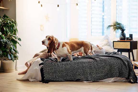 A dog is sitting on a bed in a room with a person lying down.
